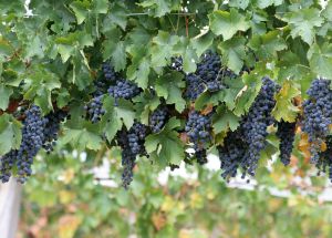grape vine