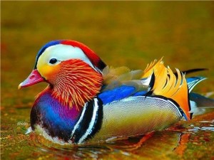 woodduck