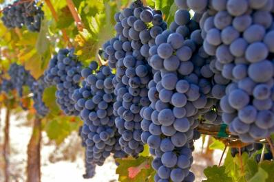 Image result for vineyard